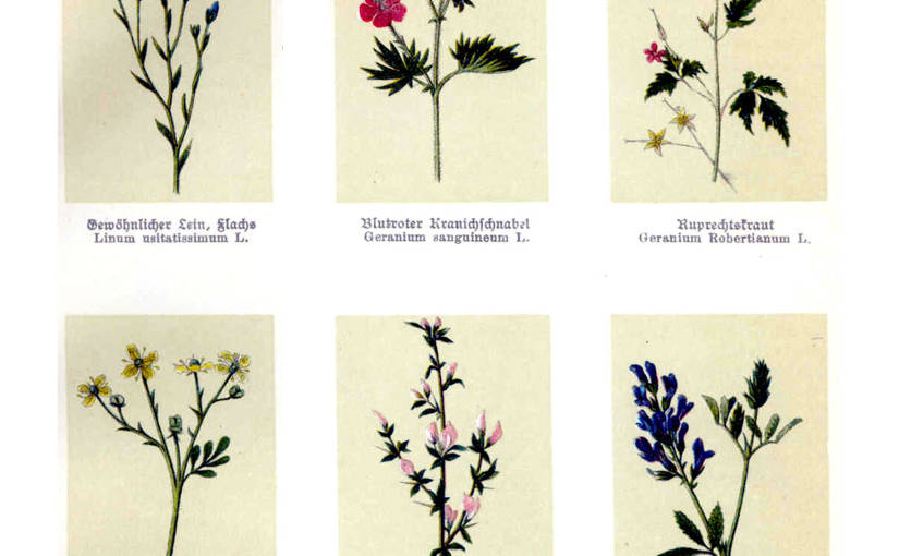 By Franz Bley & H. Berdrow ("Botanisches Bilderbuch für Jung und Alt") [Public domain], via Wikimedia Commons